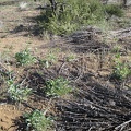I run across a patch of young Palmer's penstemons in the burned area on the way back to Mid Hills campground
