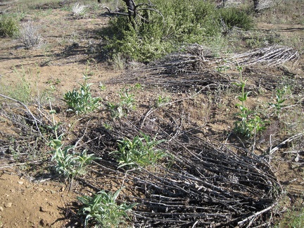 I run across a patch of young Palmer's penstemons in the burned area on the way back to Mid Hills campground