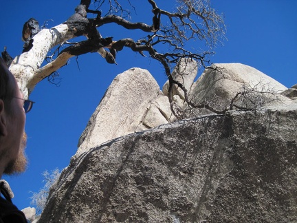 I look up through another burned-tree canopy toward rock towers at Eagle Rocks