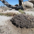 A completely burned mound cactus at Eagle Rocks, Mojave National Preserve