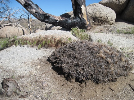 A completely burned mound cactus at Eagle Rocks, Mojave National Preserve