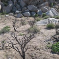 I walk across this flat area, between cholla cactus skeletons, to the next pile of rocks