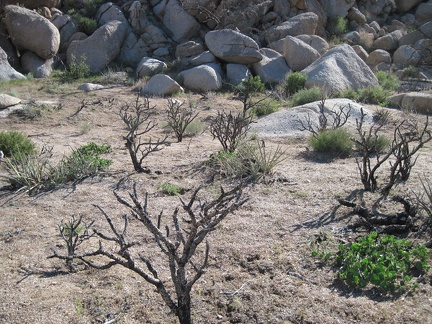 I walk across this flat area, between cholla cactus skeletons, to the next pile of rocks