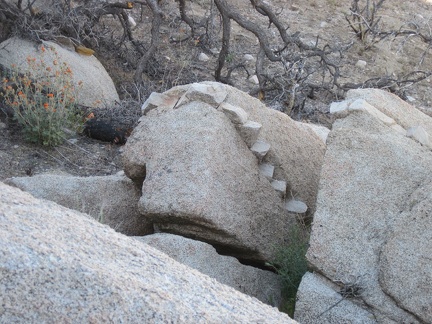 This rock has teeth!