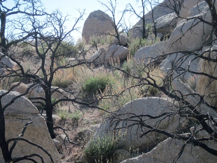 At the south end of Eagle Rocks sits a patch of blooming desert mallows