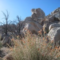 Desert mallow close-up at Eagle Rocks, Mojave National Preserve