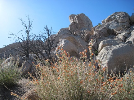 Desert mallow close-up at Eagle Rocks, Mojave National Preserve