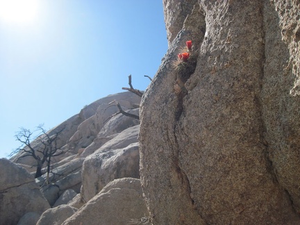 Somehow, a Claret cup cactus is managing to eke out an existence in that crack in the boulder