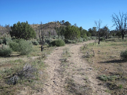 The old road that heads south from Eagle Rocks passes through an area that escaped the 2005 brush fires