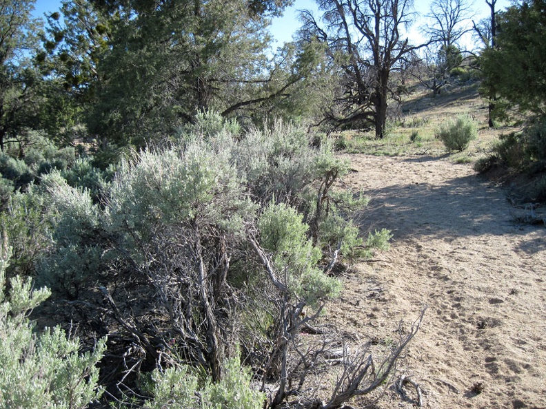 When I reach a patch of mature, unburned sagebrush, I turn east (left) and begin hiking cross-country to Mid Hills campground