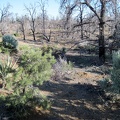 Hiking cross-country back to Mid Hills campground, I exit the boundary of the unburned area