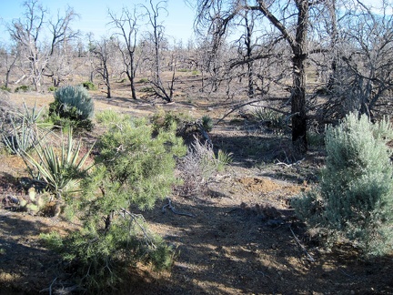 Hiking cross-country back to Mid Hills campground, I exit the boundary of the unburned area