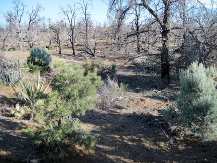 Hiking cross-country back to Mid Hills campground, I exit the boundary of the unburned area