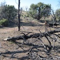 Five years after the 2005 brush fires here, many of the burned trees are finally falling down