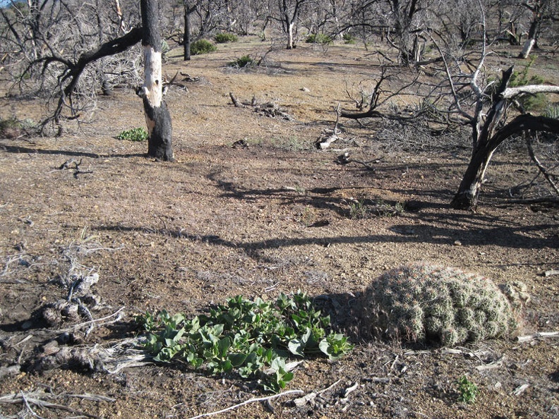A mound cactus and a desert four o'clock grow in the burned area near Mid Hills campground, Mojave National Preserve