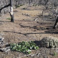 A mound cactus and a desert four o'clock grow in the burned area near Mid Hills campground, Mojave National Preserve