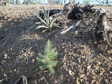 Hurray, this might be a pinon pine seedling growing in the burned area of Mid Hills campground