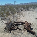 I'm intrigued by a cow carcass that I discover along the road