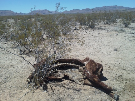 I'm intrigued by a cow carcass that I discover along the road