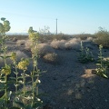 A few Desert milkweeds pick up the sun along old Route 66 as I get close to Essex, CA
