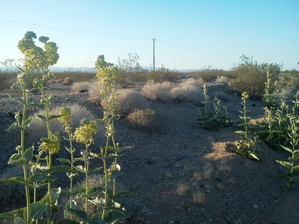 A few Desert milkweeds pick up the sun along old Route 66 as I get close to Essex, CA