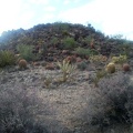 Lots of barrel cacti grow here in the hills near Rustler Canyon and Grass Canyon