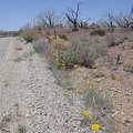 Desert marigolds along Wild Horse Canyon Road (I stay camped at Mid Hills Campground)