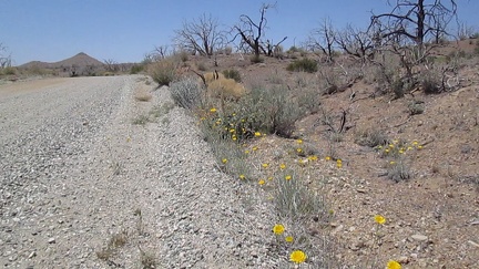 Desert marigolds along Wild Horse Canyon Road (I stay camped at Mid Hills Campground)