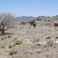 Cows graze by an old burned juniper tree in upper Gold Valley