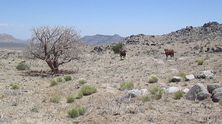 Cows graze by an old burned juniper tree in upper Gold Valley