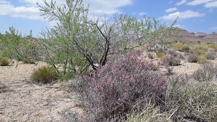 I decide to go for a short ride over to the Rustler Canyon area and explore a few roads I've not taken before