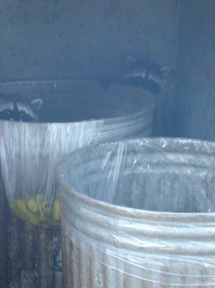 Baby raccoons in the trash cans at Henry Coe State Park headquarters.