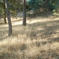 I've completely lost the trail to Yerba Buena campsite because grasses have taken over.