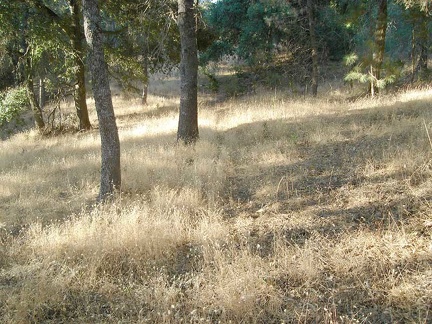 I've completely lost the trail to Yerba Buena campsite because grasses have taken over.