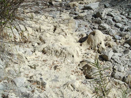 Dry Coyote Creek at Los Cruzeros