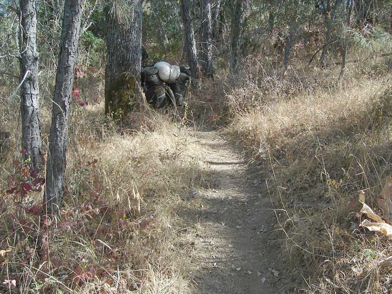 Poison oak woods on Willow Ridge Trail