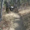 Poison oak woods on Willow Ridge Trail