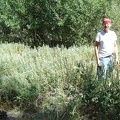 Standing in a patch of stachys albens (?)