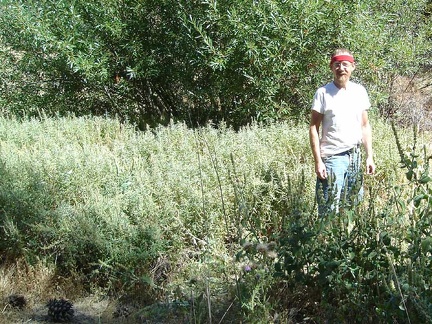 Standing in a patch of stachys albens (?)