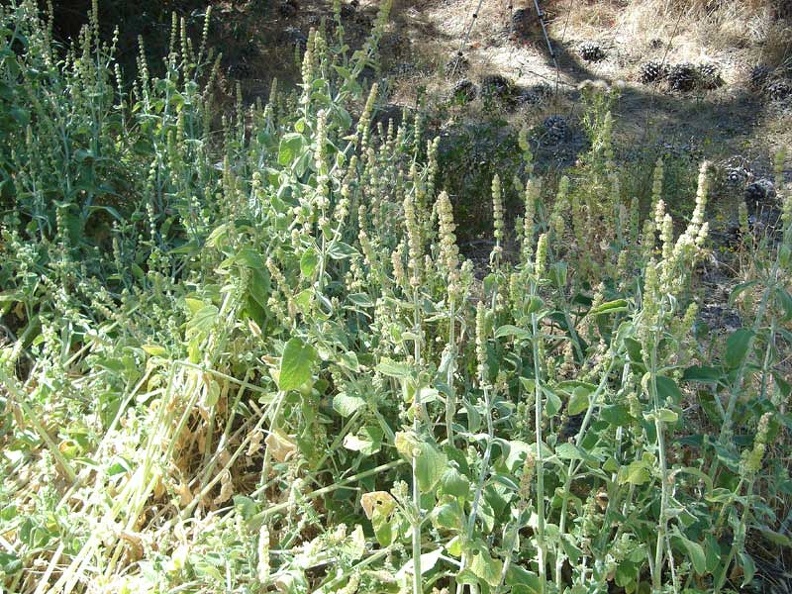 02750-stachys-close-800px.jpg