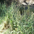 These stachys (?) plants fill the entire creek bed.