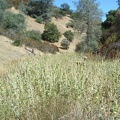 Close-up of the plants and their blossom stacks.