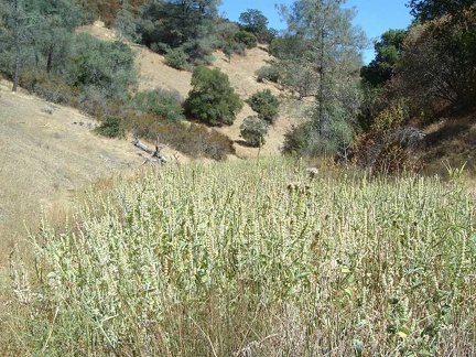 Close-up of the plants and their blossom stacks.