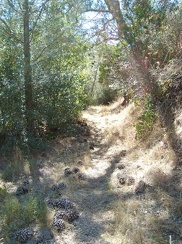 Big pine cones litter the trail near Bear Spring.