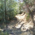 Big pine cones litter the trail near Bear Spring.