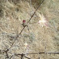 One last hummingbird-attracting bloom remains on this thistle, which I believe is the California native red thistle.