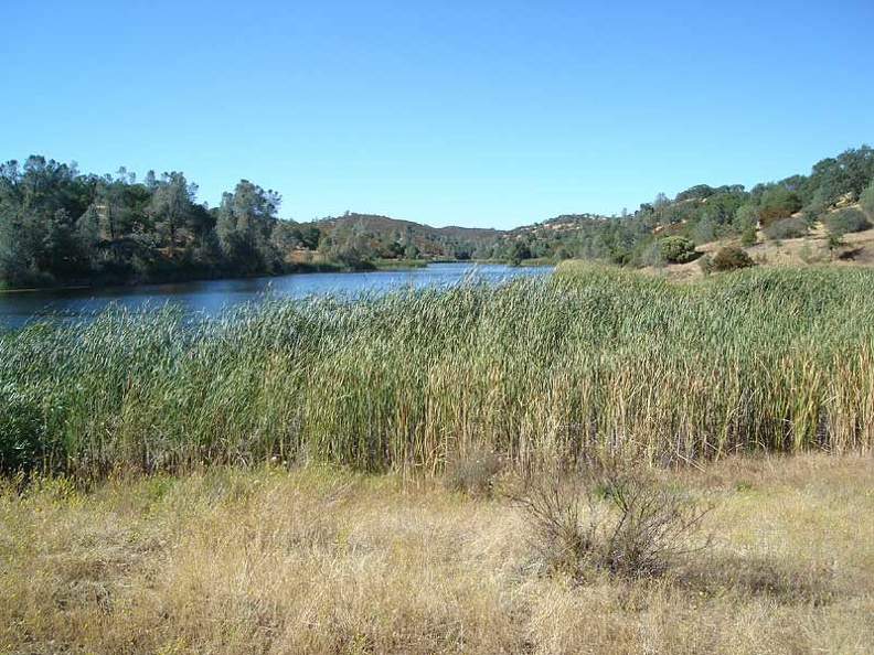 02771-mississippi-lake-reeds-800px.jpg