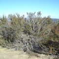 Elderly chamise bush along County Line Road.