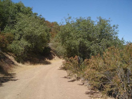 Heading toward the top of Bear Mountain, County Line Road passes through oaks and chamise chapparal.