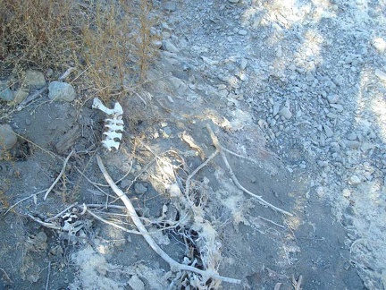 Animal bones along the creekbed.